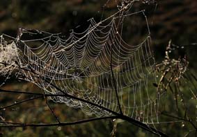 Spinnennetz im Wiesengrund